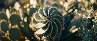 Spiral succulent plant with geometric patterns in golden sunlight creating natural botanical background for wellness and meditation concepts.