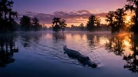 Alligator swimming in swamp waters during dramatic purple sunset with Spanish moss trees reflecting in calm bayou creating peaceful wetland scene.