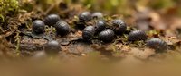 Group of pill bugs woodlice roly poly insects crawling on forest floor with moss and organic matter in natural woodland habitat ecosystem.