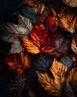Vibrant autumn maple leaves in rich red, orange, and brown tones create natural texture with dark contrasting foliage for seasonal backgrounds.