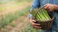 Farmer holding wicker basket filled with fresh green beans in agricultural field during harvest season.