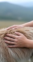 Child's hands gently petting fluffy brown animal fur with misty mountain lake background, conveying tenderness, connection with nature and wildlife care.