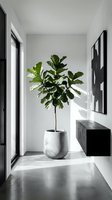 Fiddle leaf fig tree in white ceramic pot placed in modern minimalist hallway with black framed artwork and concrete flooring for contemporary home decor.