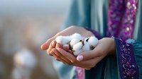 Female hands gently holding raw cotton flowers against blurred teal and purple embroidered fabric background, creating soft and delicate composition for natural textile concepts.