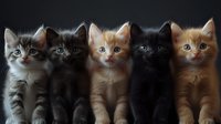 Five adorable kittens of different colors - grey tabby, black, ginger, and brown - sitting in a row against dark background, looking up with bright eyes and curious expressions.