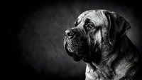 Majestic mastiff dog portrait in dramatic black and white photography with moody lighting and dark textured background for pet advertising campaigns.