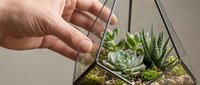 Man's hand touching succulent plants inside geometric glass terrarium with fern and moss, indoor gardening hobby.