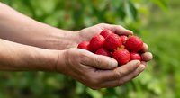 Hands holding fresh red raspberries in palms against blurred green garden background, harvested berries for food, agriculture, and farming concepts.