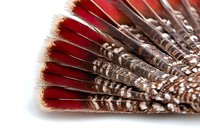 Natural brown and red turkey feathers arranged in fan pattern on white background, macro photography showing detailed texture and barbs of plumage.
