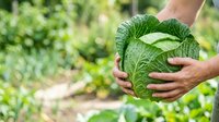 Fresh green cabbage held in hands at vegetable garden, organic farming and harvest concept for agriculture, food production, and healthy eating.
