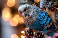 Blue budgerigar parakeet perched on pine cones with warm bokeh lights creating festive holiday atmosphere for seasonal pet photography and greeting cards.