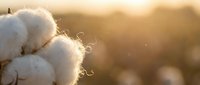 Cotton bolls in golden sunset light ready for harvest in agricultural field with warm bokeh background for natural textile and farming concepts.
