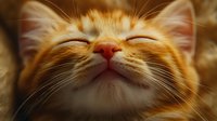 Closeup of smiling ginger cat face with closed eyes showing contentment and happiness, whiskers and pink nose in warm lighting creating cozy atmosphere.