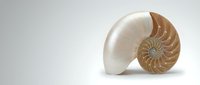 Nautilus shell with pearlescent interior showing natural spiral chambers and golden brown exterior pattern on clean white background for marine biology studies.