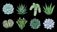 Succulent plants collection isolated on transparent background, ready for t-shirt design, clipart, stickers, print-on-demand products and sublimation projects. Eight botanical elements including echeveria, aloe, string of pearls and lithops varieties.