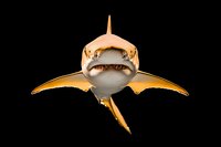 Great white shark swimming straight ahead with open mouth showing teeth, dramatic lighting on golden-tinted fins against black background, isolated marine predator.
