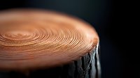 Macro view of wood grain texture showing annual growth rings on dark background. Natural organic pattern reveals detailed tree age circles in warm copper tones.