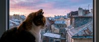 A brown and white cat gazes out a window at an urban cityscape during sunset, with snow-covered rooftops and buildings visible in the background. Suitable for pet, lifestyle, and interior design projects.