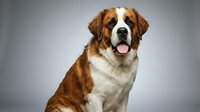 Saint Bernard dog portrait with tongue out on gray background, purebred canine sitting pose for pet photography and veterinary content.