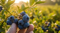Fresh blueberries held by hand on a sunny farm, ripe clusters on green bush branches glowing in warm golden light at harvest.