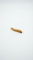 Single mealworm larva displayed against neutral white background, suitable for educational, scientific, nutritional, and pest control content.