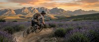 Mountain biker riding through lavender field at sunset with dramatic peaks in background. Adventure sports and outdoor recreation concept.