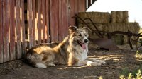 Australian shepherd dog resting in sunny farmyard with wooden barn and hay bales in rural countryside setting for agricultural lifestyle content.