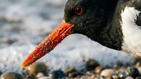 Oystercatcher bird with bright orange beak close-up portrait on rocky shore. Coastal wildlife photography showing detailed feathers and eye.