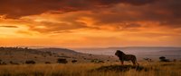 Majestic lion silhouette standing on savanna hill during golden sunset with dramatic orange sky and African wilderness landscape in background.