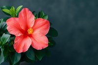 Vibrant coral pink hibiscus flower with yellow stamen against dark teal background, tropical blooming plant with green leaves for summer garden design.