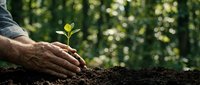 Young seedling being planted in soil by male hands with forest background, symbolizing growth, environmental conservation, and sustainable agriculture practices.