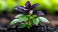 Young purple basil plant growing in rich soil with water droplets on dark leaves against blurred green background, fresh organic herb gardening.
