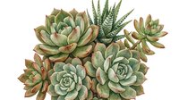 Cluster of succulent plants with thick fleshy leaves in shades of green and dusty rose, featuring rosette formations and varied textures for botanical and garden design projects.