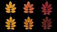 Autumn leaf branches in golden yellow, burnt orange, and deep burgundy isolated on transparent background, ready for t-shirt design, clipart, stickers, sublimation and print-on-demand projects.