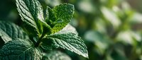 Fresh green mint leaves with detailed texture and natural lighting for culinary and wellness applications.