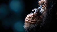 Close-up profile portrait of primate face showing detailed facial features, wrinkled skin texture and expressive eyes against dark blurred background.