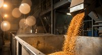 Industrial grain processing facility with golden wheat or corn kernels flowing from conveyor system into metal container during manufacturing operation.
