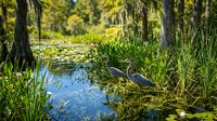 Wading bird hunting in shallow swamp water surrounded by cypress trees and marsh grasses, ideal for nature, wildlife, and wetland ecosystem editorial and educational content.