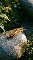 Orange centipede crawling on moss-covered rock in natural forest environment with green foliage and water stream in background for nature education.