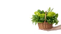 Fresh green herbs and leafy vegetables in wicker basket held by hand on white background, organic farming and healthy cooking ingredients isolated.