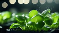 Fresh microgreens sprouts growing in soil with water droplets and bokeh lights background, macro photography of young green seedlings sprouting.