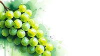 Fresh green grapes cluster with watercolor splash effect on white background for wine industry and healthy food concepts.