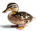 Baby mallard duckling with brown striped feathers and orange feet isolated on white background, ready for design projects and nature illustrations.
