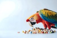 Vibrant scarlet macaw with blue and yellow wings eating colorful seeds and nuts on white background, showcasing natural feeding behavior and exotic bird beauty.