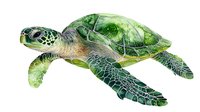 Green sea turtle swimming with detailed shell pattern and flippers isolated on white background for marine life designs and educational materials.