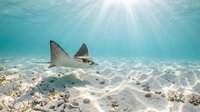 Stingray gliding over sandy ocean floor with sunbeams filtering through crystal clear tropical water creating magical underwater scene for marine life photography.
