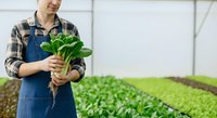 Young Caucasian male farmer in blue denim apron and plaid shirt holding fresh green leafy vegetables in greenhouse with rows of crops in background for agricultural and farming concepts.