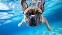 French Bulldog swimming underwater with bright blue eyes and expressive face, bubbles floating around as dog paddles in clear turquoise pool water.