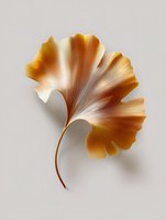 Golden ginkgo leaf with delicate veins and fan-shaped form on neutral background, showcasing natural gradient from deep amber to cream tones. Isolated botanical art.