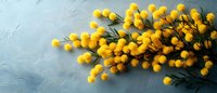 Yellow mimosa flowers branch with green leaves on textured blue background, spring floral arrangement for Women's Day celebration or seasonal decor.